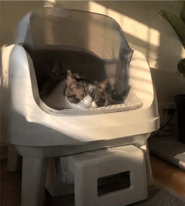 A cat dozing inside the litter box in the afternoon sun