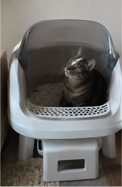 A tabby cat sitting inside the litter box looking up