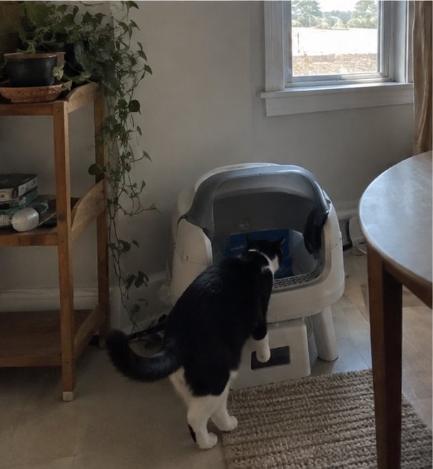 A black and white cat approaching the litter box in a bright living room